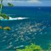 olukai_2016_3