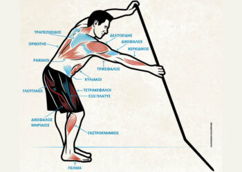 Οι μυς στο SUP